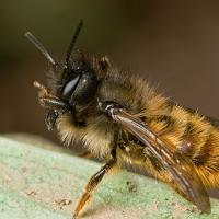 Red Mason Bee 2 